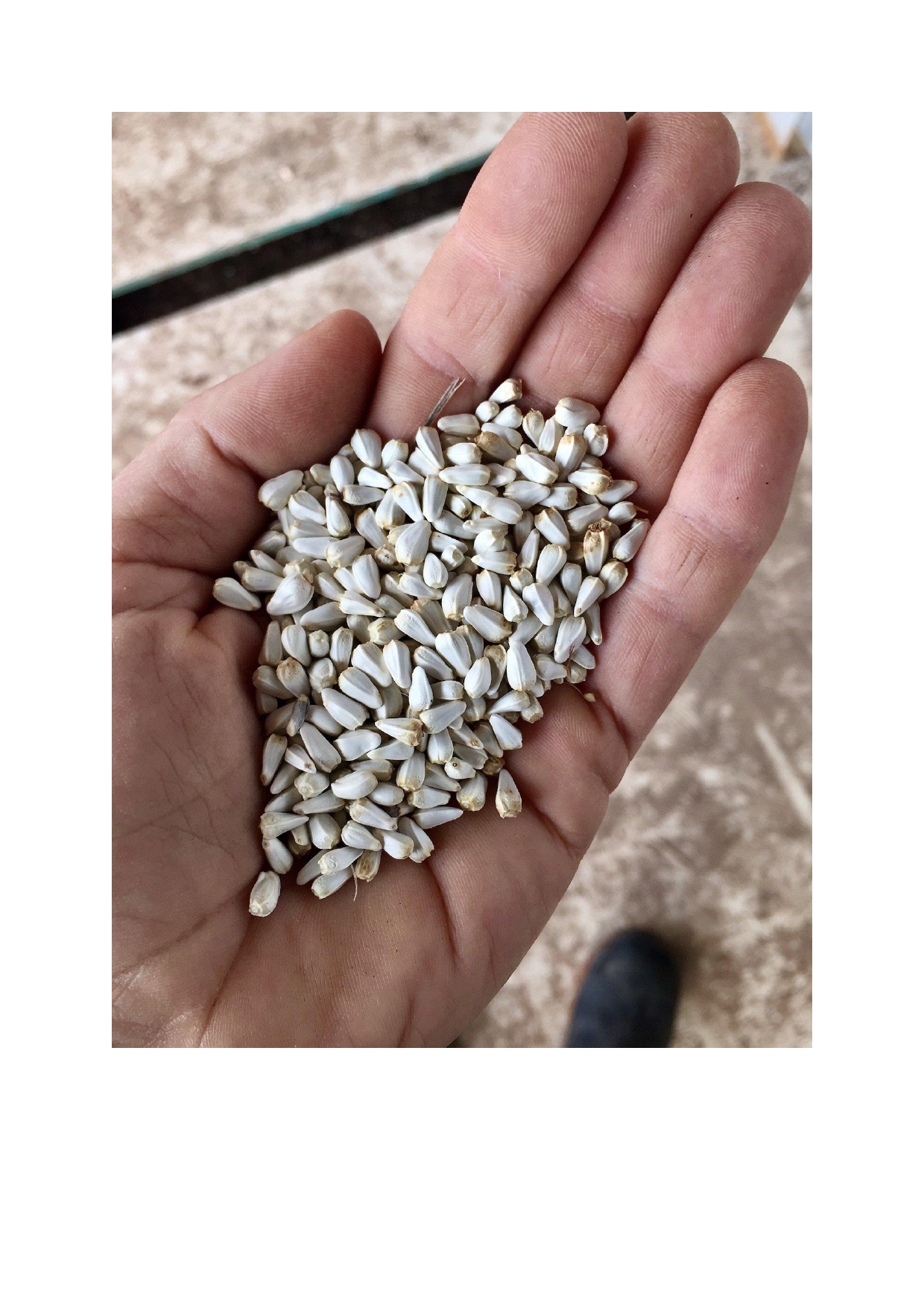 Graines de carthame from Kenya
